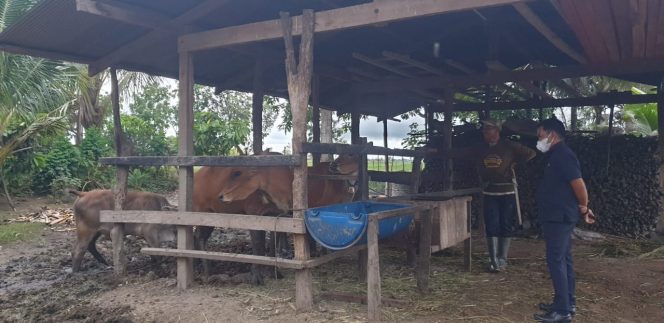 
 Anggota DPRD Ini Imbau Pemilik Kandangkan Ternak, karena Bisa Merugikan Warga ﻿