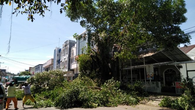 
 Bahayakan Warga, Guntur Paroki Inisiasi Pemangkasan Pohon Tua di Kampung Pisang