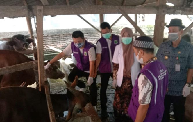 
 Tim Dinas Peternakan Pinrang saat uji kelayakan hewan qurban di Pinrang, Kamis (15/7/2021).