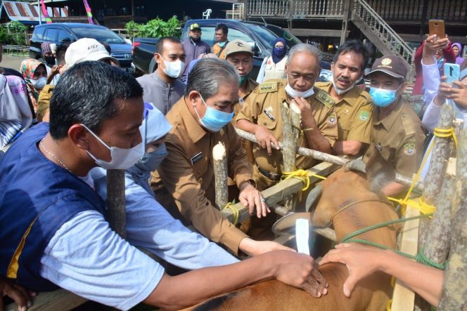 
 Disnakan Gelar Vaksinasi Ternak Sapi Cegah Antraks