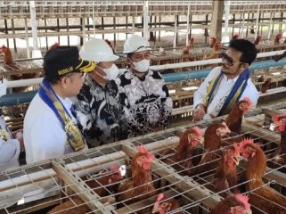 Mentan RI, Syahrul Yasin Limpo didampingi H Usman Appas dan H Ahmad Appas saat panen telur di Cahaya Mario Farm, Rabu (29/12/2021).