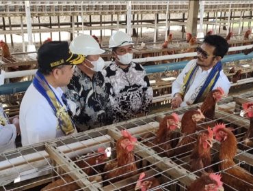 Mentan RI, Syahrul Yasin Limpo didampingi H Usman Appas dan H Ahmad Appas saat panen telur di Cahaya Mario Farm, Rabu (29/12/2021).