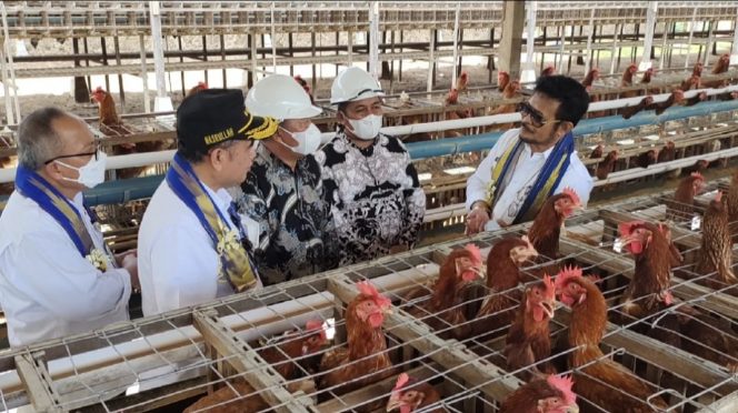 
 Mentan RI, Syahrul Yasin Limpo didampingi H Usman Appas dan H Ahmad Appas saat panen telur di Cahaya Mario Farm, Rabu (29/12/2021).