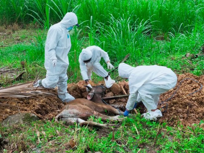 
 Satuan Tugas Penanganan Penyakit Mulut dan Kuku Enrekang mulai melakukan melakukan pemotongan bersyarat hewan ternak yang terjangkit di desa Sumilan pada  Selasa, (16/07/2022).