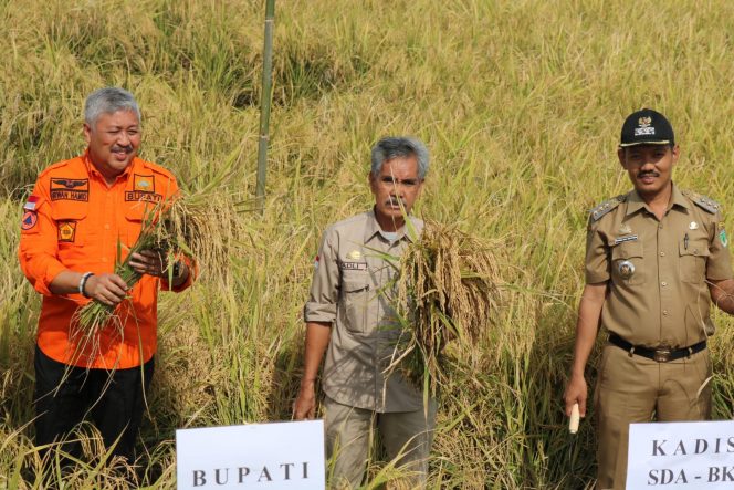 
 Bupati Pinrang, Irwan Hamid didampingi Camat Mattiro Sompe, A.Ramlan Natsir saat panen raya, Selasa (1/11/2022).