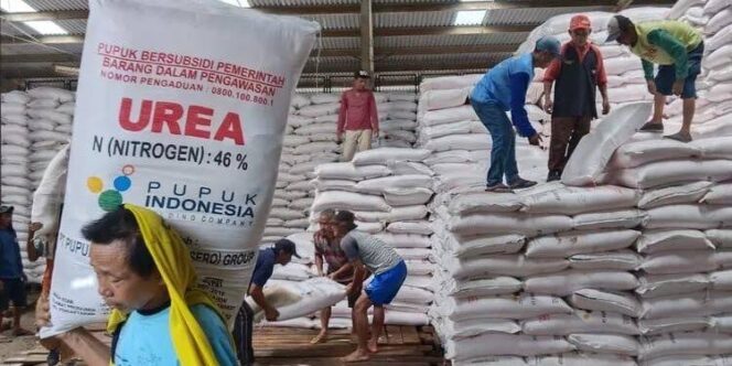 
 Dugaan Permainan Harga dan Kuota Pupuk Bersubsidi di Sidrap, Petani Merugi Selama Empat Tahun