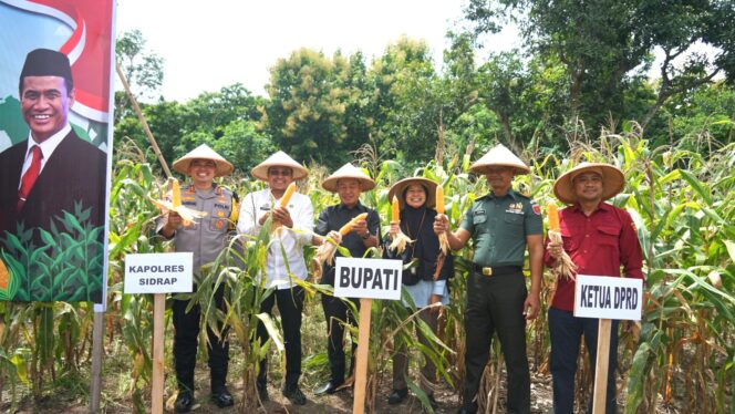 
 Sudah Panen, Lahan Polsek pun di Sidrap ‘Disulap’ jadi Kebun Jagung