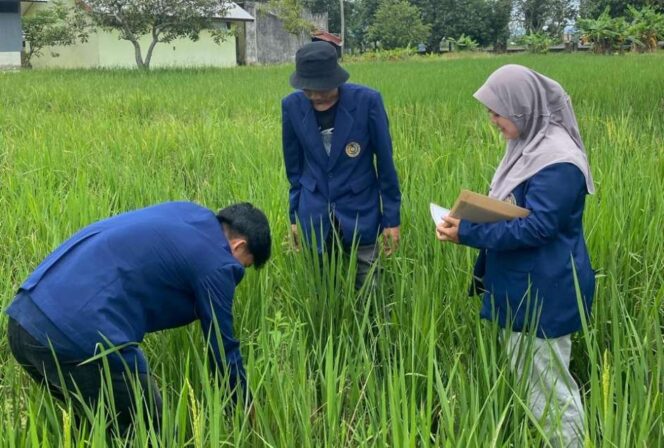 
 Magang di IKB Sereang: Mahasiswa UMS Rappang Pelajari Pengelolaan Hama dan Gulma