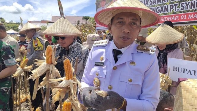 
 Sidrap Menuju Lumbung Jagung: Panen Raya Bersama PT. Syngenta Indonesia