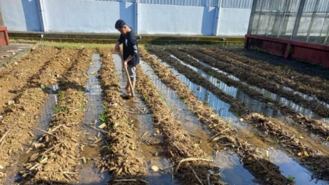 
 Mahasiswa Magang UMS Rappang Berkontribusi dalam Diversifikasi Tanaman Pangan di BPSI Maros