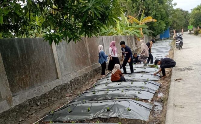 
 Prodi Agroteknologi UMS Rappang Kembangkan Demplot Cabai Adaptif Iklim Bersama Petani Sidrap