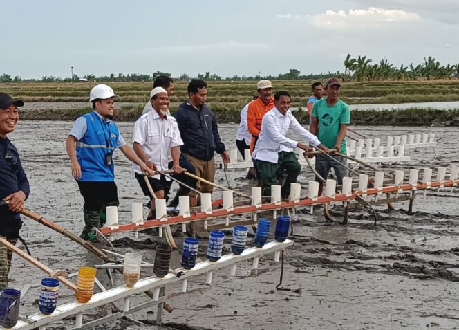 
 Sistem Tabela, Bupati SAR Tanam Padi bersama Petani Teteaji