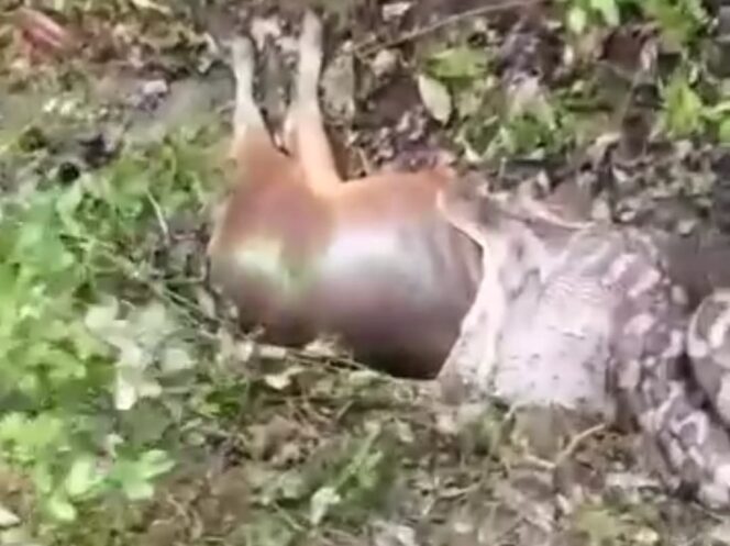 
 Sidrap Gempar! Ular Piton Telan Sapi Dewasa, Kerugian Capai Belasan Juta Rupiah