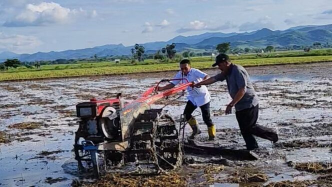 
 Lahan Tidur Disulap Jadi Sawah: Panca Lautang Sidrap Panen Bantuan Rp75 Miliar