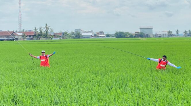 
 Bupati SAR kembali Turun Sawah, Kali Ini Lakukan Penyemprotan Hama