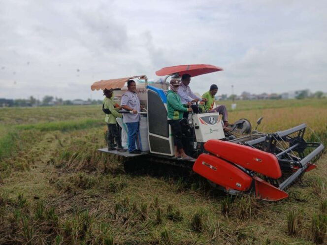 
 Bupati Sidrap Turun ke Sawah, Panen Raya Rijang Pittu