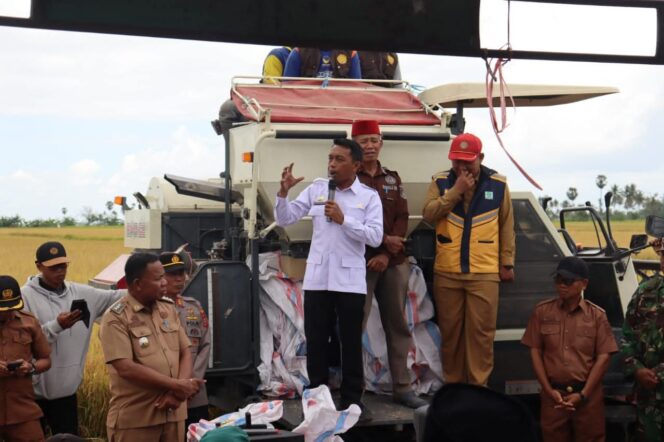 
 Dorong IP300, Bupati Sidrap Hadiri Panen Raya di Desa Alesalewoe