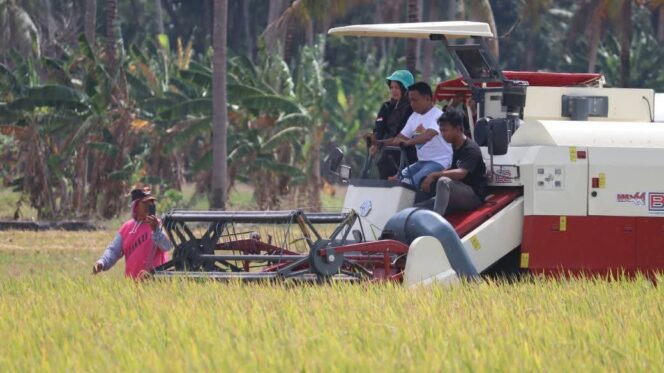 
 Bupati Sidrap dan Direktur Alsintan Panen Raya di Panca Lautang
