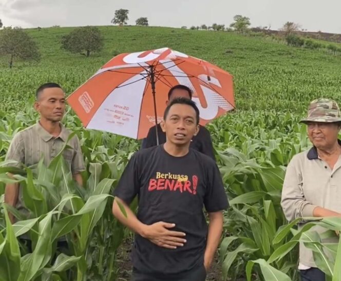 
 Petani Jagung Mattirotasi Mampu Hasilkan 7 Ton Perhektar