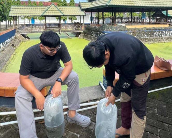 
 Perkuat Pembelajaran dan Unit Bisnis, Prodi Ilmu Perikanan UMS Rappang Tebar Ikan Sepat