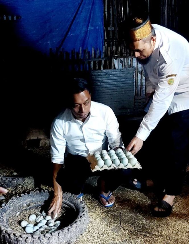 
 BUMDes Mattappae, Sereang Kembangkan Bebek Petelur Beromzet Jutaan