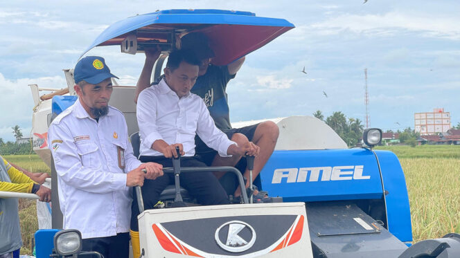 
 Produksi Gabah Sidrap 2025 Capai 565 Ribu Ton